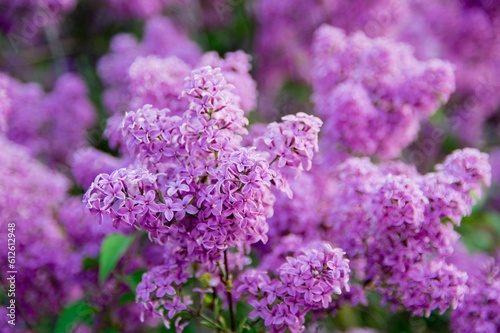 Closeup shot of common lilacs blossoming in the garden photo