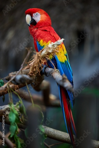 Red macaw bird perching on the branch