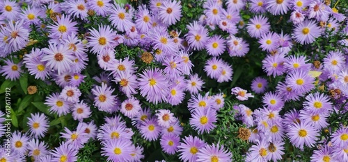 Top view of the delicate European Michaelmas-daisies (aster amellus)