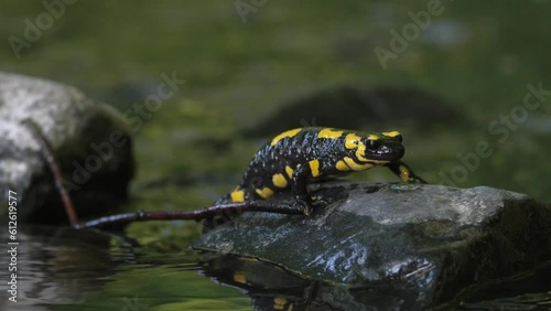 Closeup video of a beautiful black fire salamander with yellow patterns on a rock in the lake