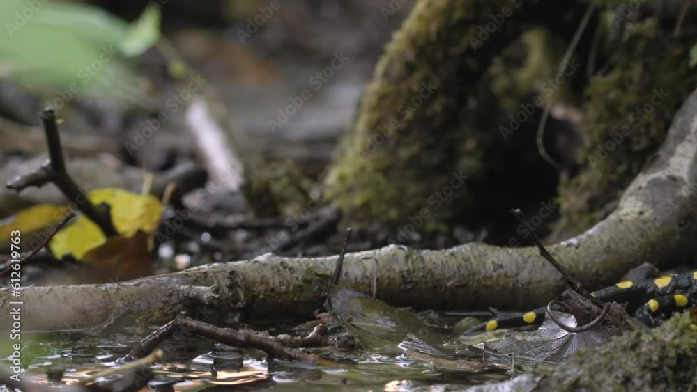 Closeup of a beautiful fire salamander walking on a thick root Closeup of a beautiful fire salamander walking on a thick root