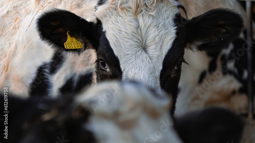 Closeup of a black and white cow in a herd on a farm