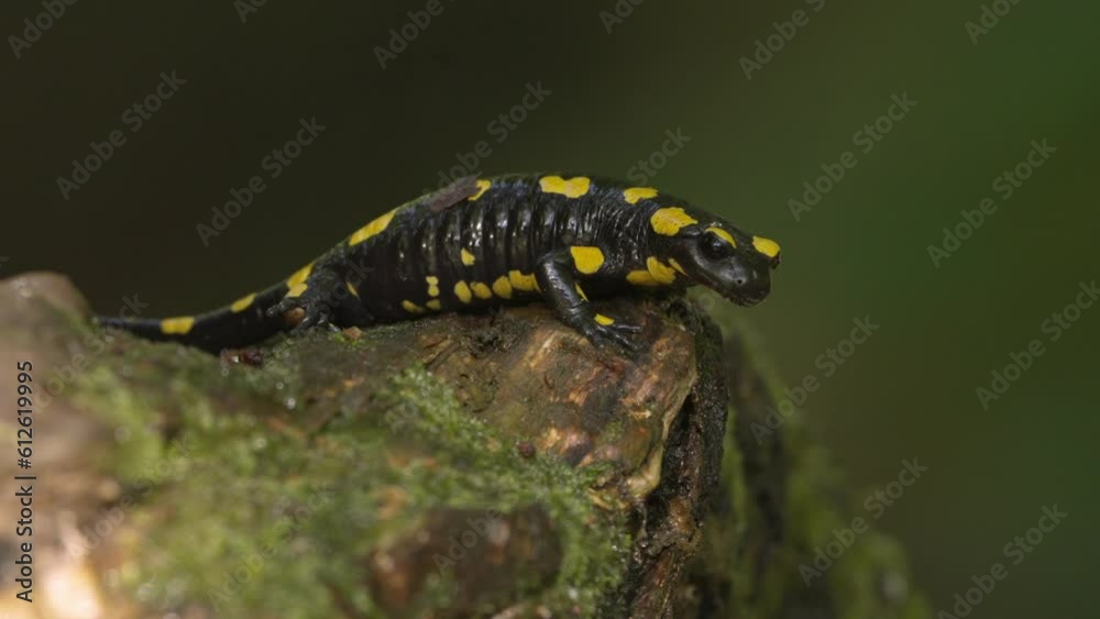 Closeup of a cute fire salamander on a mossy tree trunk