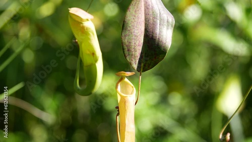 Tropical pitcher plants or nepenthes is a genus of carnivorous plants that can eat insects. This is exotic plants found in deep forest in Tarakan, Indonesia. photo