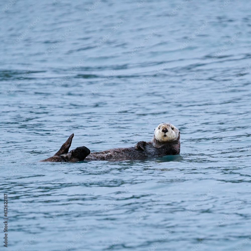 Fototapeta premium Sea otter in the water
