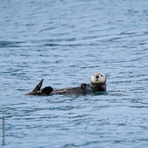 Sea otter in the water