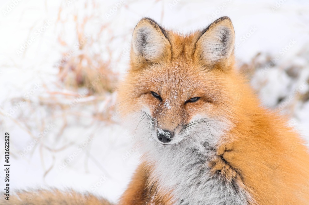 Obraz premium Image f a singke orange fox standing in the snow.