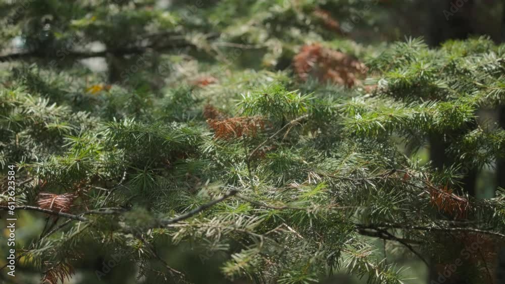 Pine tree branches slightly swaying in the wind. Slow motion. Pine tree branches slightly swaying in the wind. Slow motion.