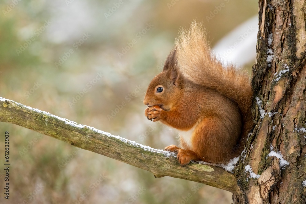 Brown squirrel perching on tree and eating nut Brown squirrel perching on tree and eating nut