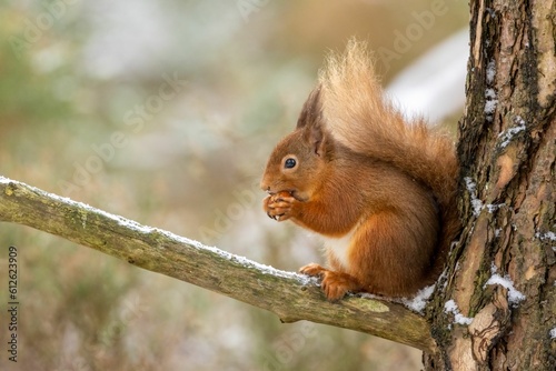 Brown squirrel perching on tree and eating nut