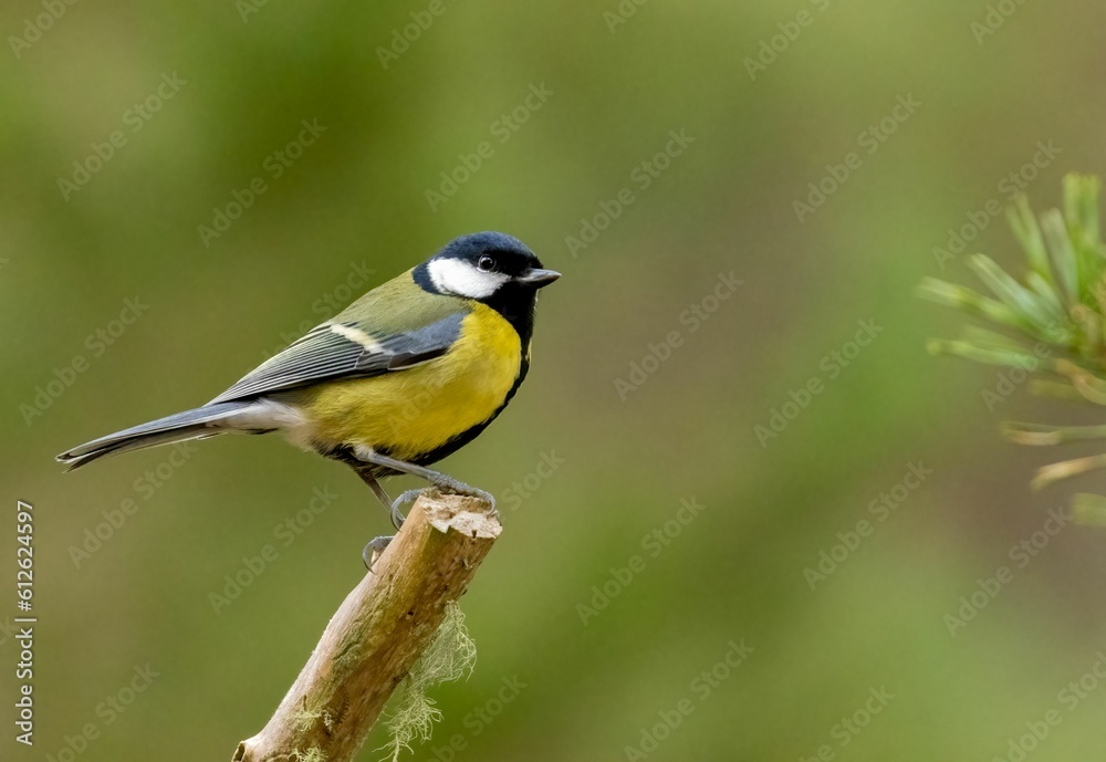 Closeup shot of a great tit on the blurry background