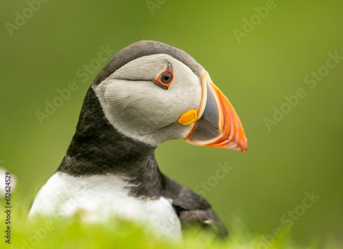 Closeup shot of a cute Atlantic puffin (Fratercula arctica) on the blurred background © Sarahlou Photography/Wirestock Creators