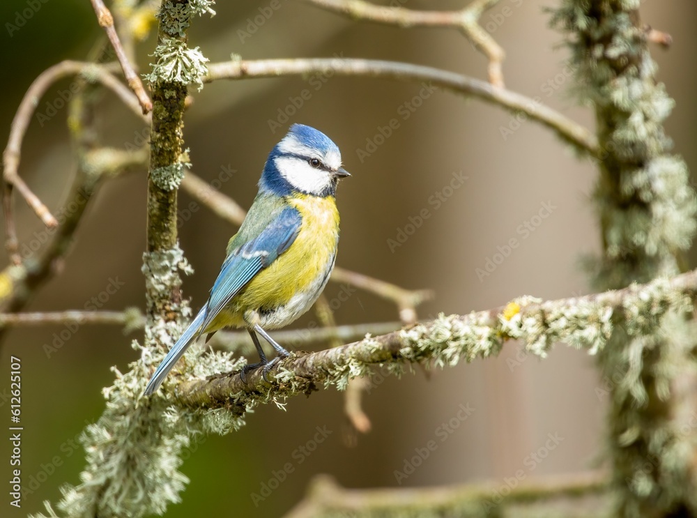 Tiny Eurasian blue tit (Cyanistes caeruleus) perched on the branch on blurred background Tiny Eurasian blue tit (Cyanistes caeruleus) perched on the branch on blurred background