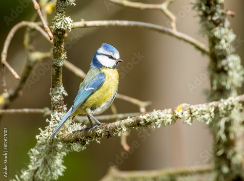 Tiny Eurasian blue tit (Cyanistes caeruleus) perched on the branch on blurred background © Sarahlou Photography/Wirestock Creators