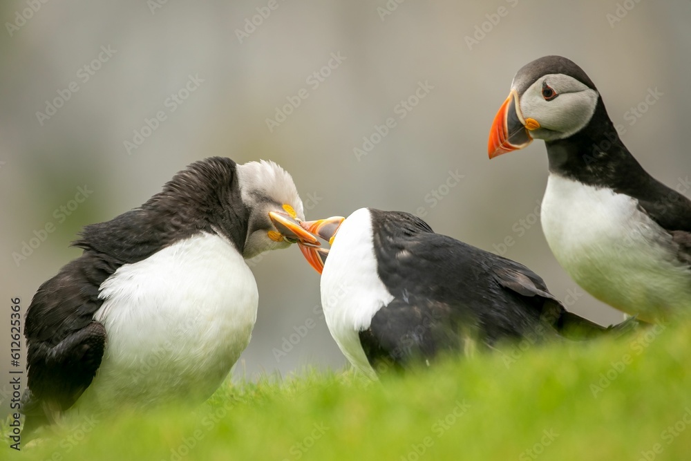 Naklejka premium Cute Atlantic puffins (Fratercula arctica) playing with each other on blurred background