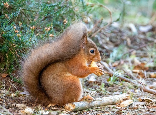 Close-up shot of a common squirrel  Sciurus vulgaris  eating a nut
