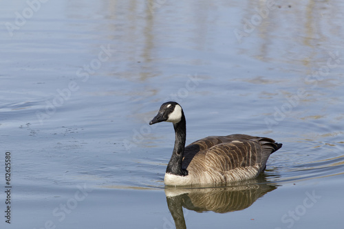 Canada Goose Swimming in Water