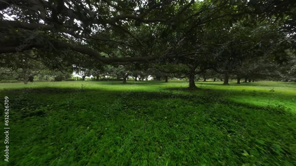 Drone moving ahead in a beautiful green environment with short grass and leafy trees Drone moving ahead in a beautiful green environment with short grass and leafy trees