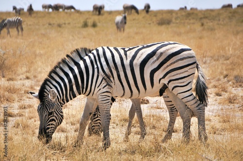Closeup shot of beautiful zebras grazing in the field