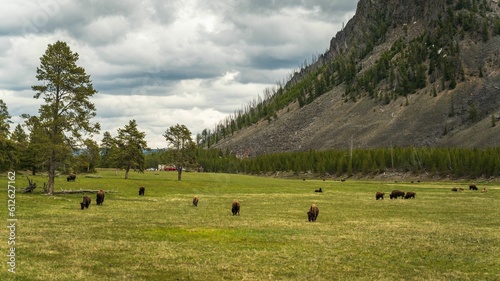 Beautiful meadow with animals grazing and green mountain in the background