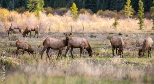 Herd of Rocky Mountain elk grazing in a wide planted field on a sunny day