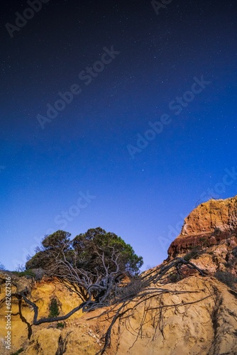 Vertical shot of a tree located on the top of a coastal cliff