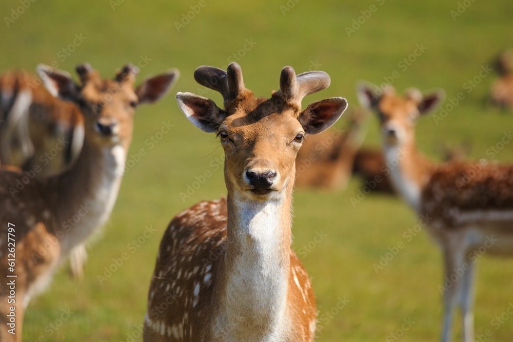 Beautiful shot of deer resting in a green field on a sunny day