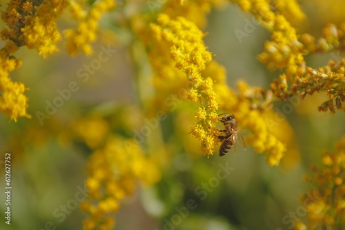 Close-up shot of a bee drinking nectar from a Solidago virgaurea