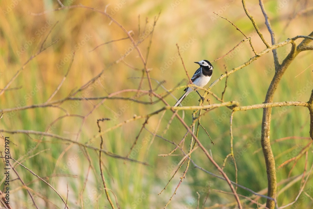 Obraz premium Close-up shot of a white wagtail sitting on a tree branch