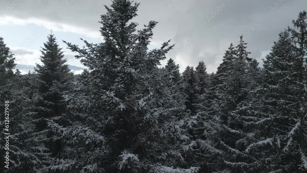Aerial of pine trees covered in snow under a cloudy sky.