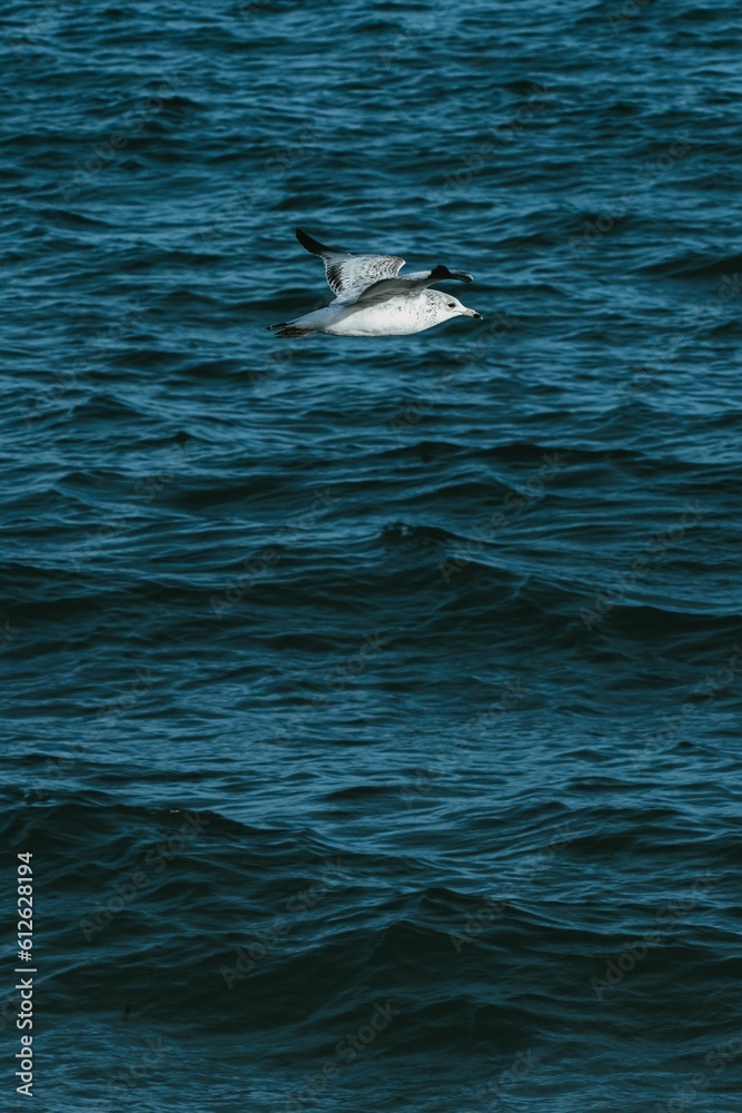 Naklejka premium Vertical shot of a Ring-billed gull with open wings flying low above dark sea