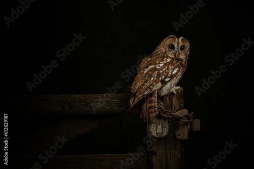 Brown tawny owl  perching on fence