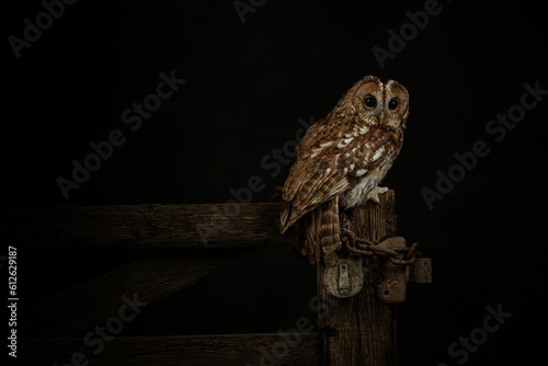 Brown tawny owl  perching on fence photo