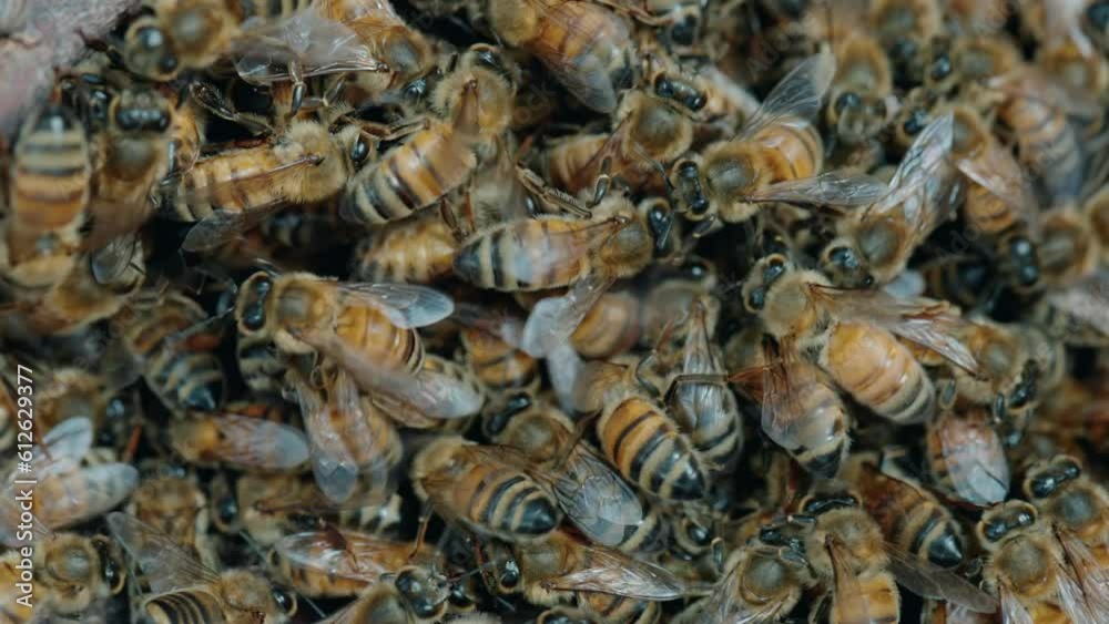 Closeup of a colony of bees working on their hive