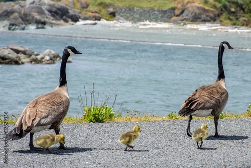 View of geese and goslings near lake photo