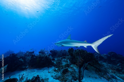 Large whitetip shark swims near some reef © Oli243/Wirestock Creators