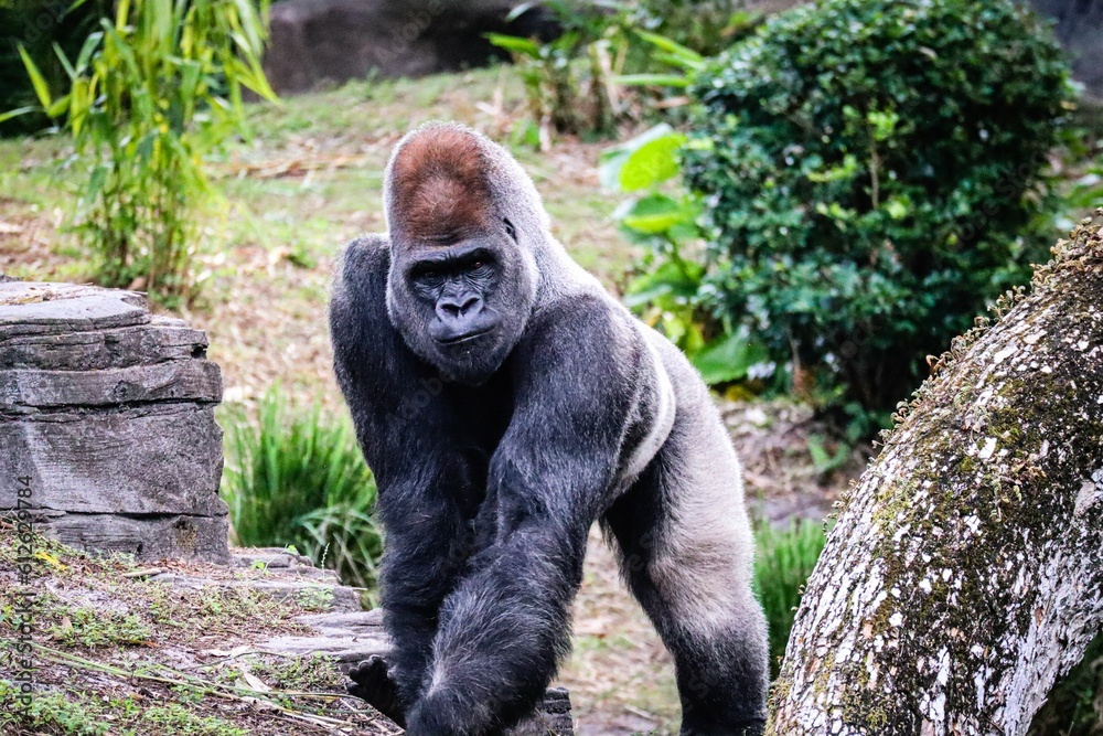 Closeup of a gorilla in a safari