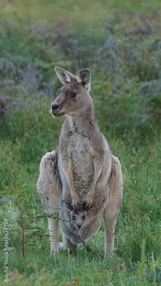 Fototapeta premium Kangaroo with baby standing on grassland