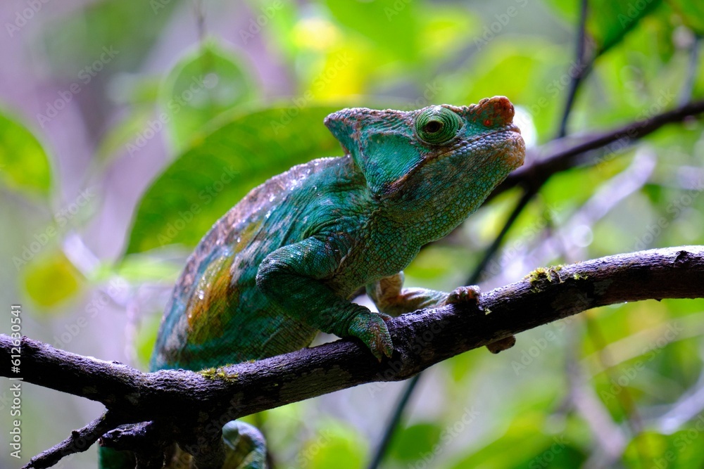 Obraz premium Chameleon lizard perching on tree branch