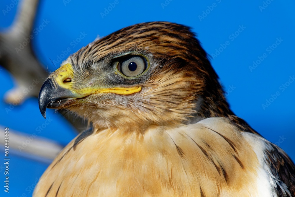 Fototapeta premium Closeup of a hawk on a blue background