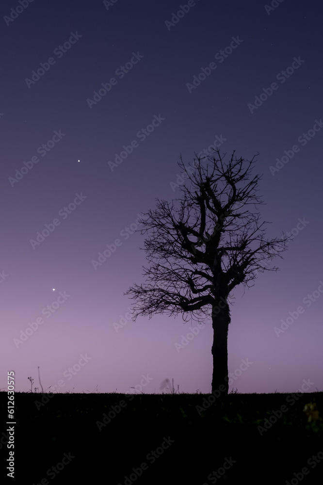 silhouette of natural tree at night silhouette of natural tree at night
