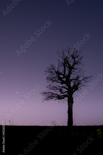 silhouette of natural tree at night