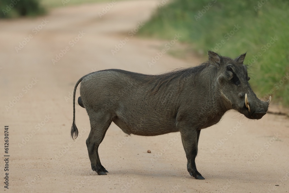 Closeup shot of a wild warthog pig on the road
