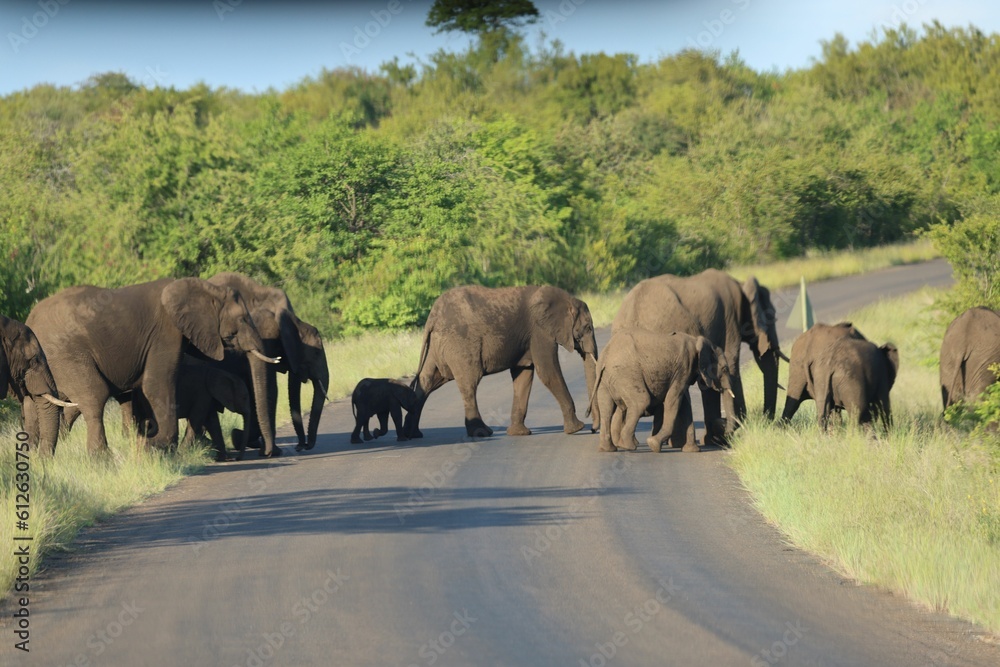 Fototapeta premium Closeup shot of elephants passing the road