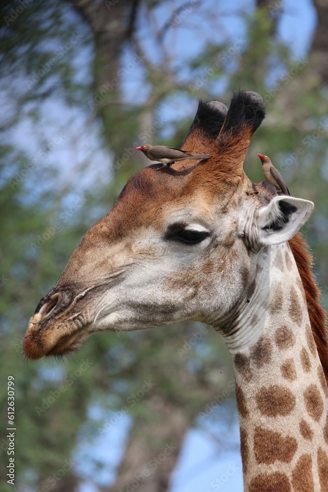 Obraz premium Vertical shot of a small bird on a giraffe head in the nature