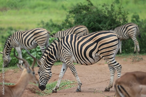 Closeup of a zebra in the nature