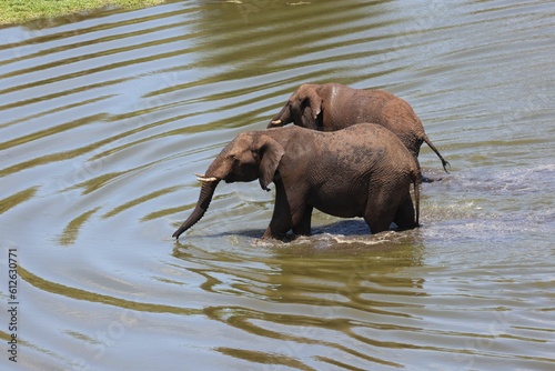 Photography Closeup shot of elephants in the water