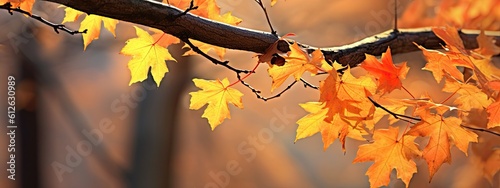 a photo showing the colors of the maple tree foliage  in the style of shallow depth of field  golden light  background