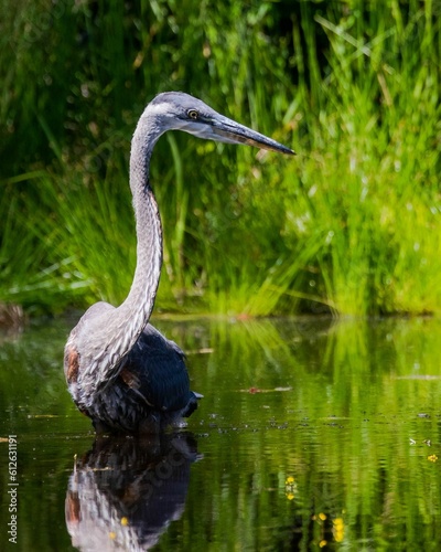 Vertical shot of a Gray heron on the river against blurred nature background