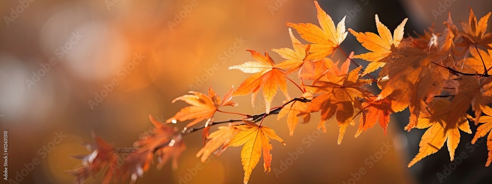 a photo showing the colors of the maple tree foliage, in the style of shallow depth of field, golden light, background